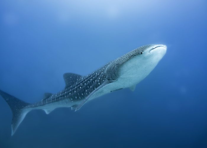 whale-sharks-of-mafia-island-_-portail-scaled.jpg